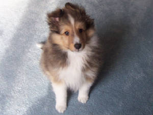 dog.jpg