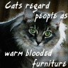 cat.gif